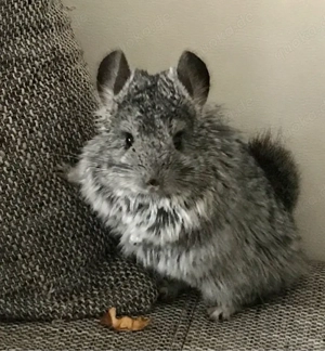 Chincilla Männchen