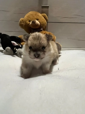 Zwergspitz ( pomeranian )
