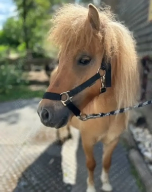 Maltipoo-Welpe such neues zu Hause