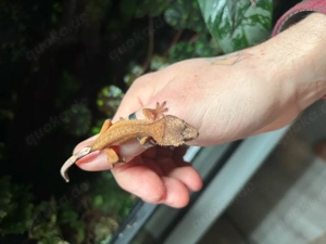 Kronengecko Jungtiere (Correlophus ciliatus)