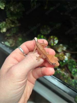 Kronengecko Jungtiere (Correlophus ciliatus) Bild 2