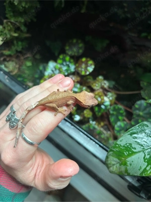 Kronengecko Jungtiere (Correlophus ciliatus) Bild 3