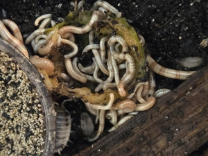 Spirostreptus spec 1 Tansania Nachwuchs Bild 2