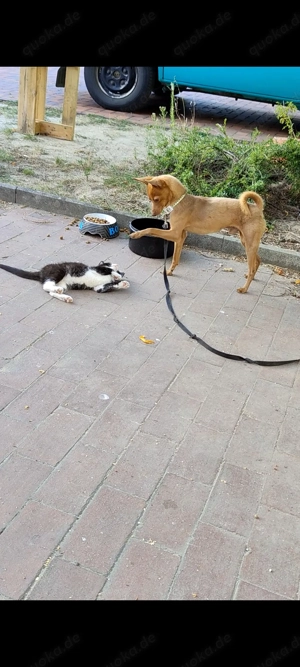 Rehpinscher Zwergpinscher  Bild 5