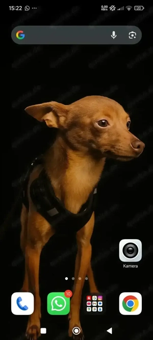 Rehpinscher Zwergpinscher  Bild 2