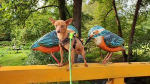 Rehpinscher Zwergpinscher  Bild 4