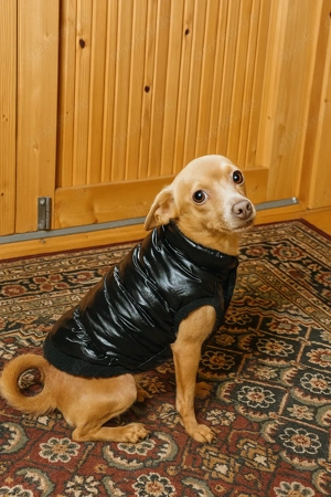 Rehpinscher Zwergpinscher  Bild 3