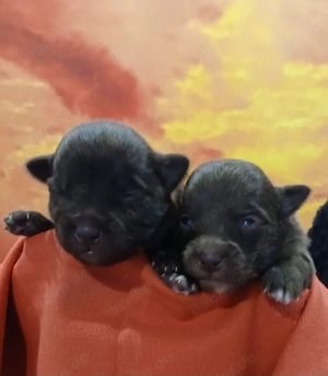 Mittelspitz Welpen, schöne Farben 