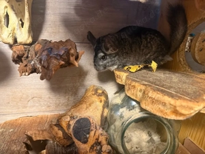 Chincilla weibchen