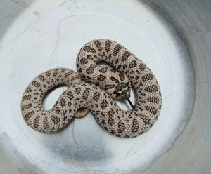 0.1 Super Arctic het Lavender Hakennasennatter Heteodon Nasicus 25