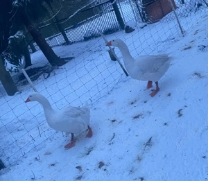 tausch Ganter gegen Gans