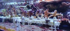 Meerwasser Korallenableger