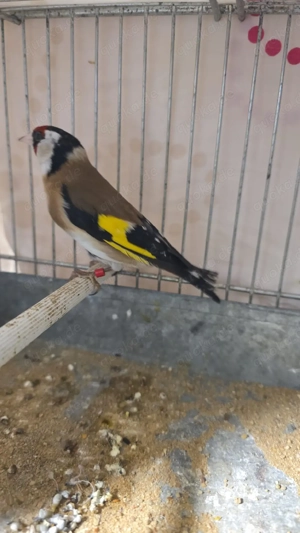 Stieglitz 3 Vögel abzugeben 