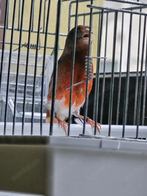 Mischling Kapuzenzeisig Kanarien