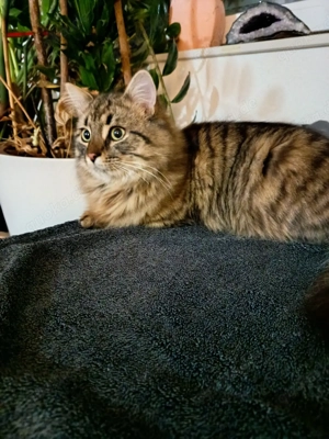 Hübscher Jungkater langhaar 