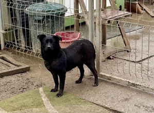 Vario, z. Zt. in Ungarn, bin freundlich und unkompliziert.