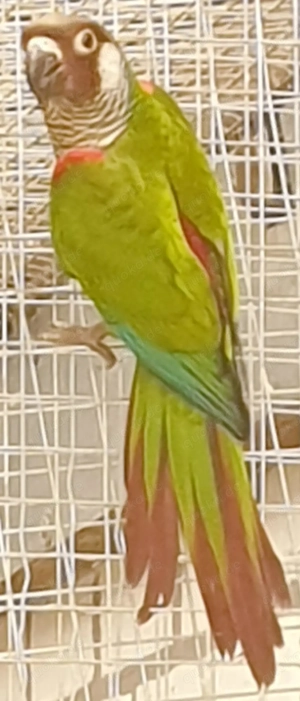 Junger Salvadori-Weißohrsittich