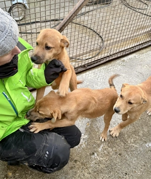 Steve, z. Zt. in Ungarn, ist ein typischer Welpe. Bild 9