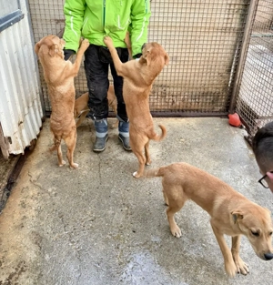 Steve, z. Zt. in Ungarn, ist ein typischer Welpe. Bild 8