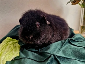 US Teddy Meerschweinchen