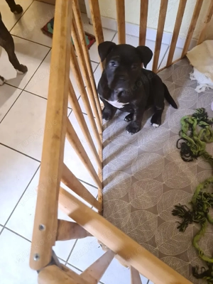 Old English Bulldogge weibchen