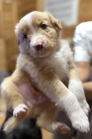 Australien Shepherd -Border Collie Welpen 