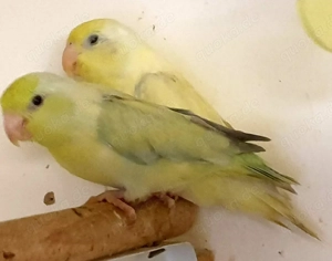 Junges Paar Blaugenick-Sperlingspapageien in der Farbe US-Pastell 