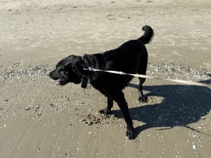 Labrador Herzenshund