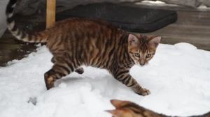 Toyger Junge
