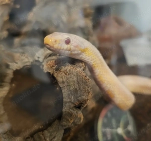  Liebevolle Abgabe einer Schlange   ehrliches Zuhause gesucht 