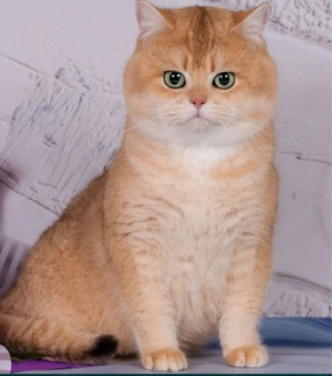 Deckkater   Britisch Kurzhaar Gold Shaded Chinchilla Bild 5