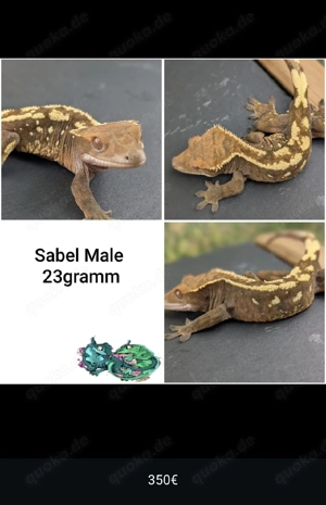kronengecko Sable Trip etc. 