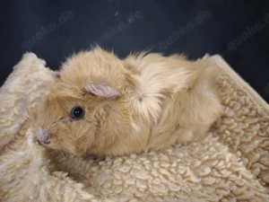 2 liebe männliche Meerschweinchen Babys 