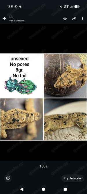 kronengecko c. Ciliatus Sable super dal