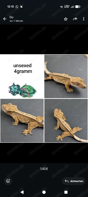 kronengecko c. Ciliatus 