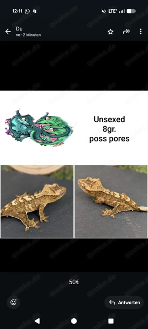 kronengecko c. Ciliatus 5.6.10