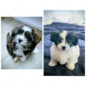 Shih tzu   Pomsky Mix (Shihpom   Shiranians)