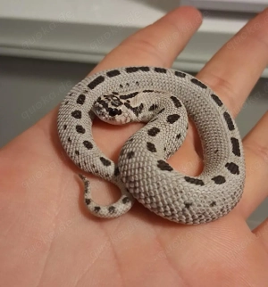 1.1 Hakennasennattern 