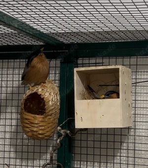 Pagodenstar Stumus pagodarum Paar