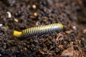 Anadenobolus monilicornis - Bumble Bee Tausendfüßer - Bulk