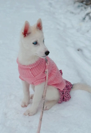 Australien Shepard husky mix welpe 