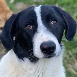 Lex, geb. ca. 05 2025, lebt in GRIECHENLAND, auf einer privaten Pflegestelle