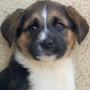 Boreas, geb. ca. 10 2025, lebt in GRIECHENLAND, im städt. Tierheim Serres