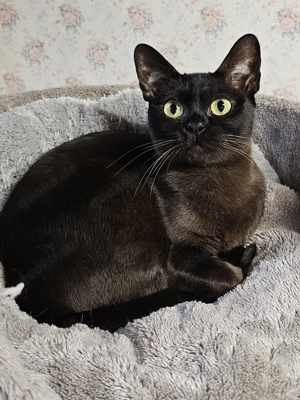 Burma Katze erwachsen, Burmese