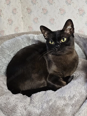Burma Katze erwachsen, Burmese
