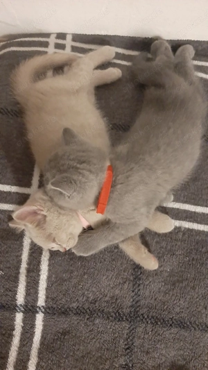 BKH Kitten Reinrassige  