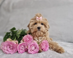   Maltipoo KOREAN TYPE (Baby Face)  