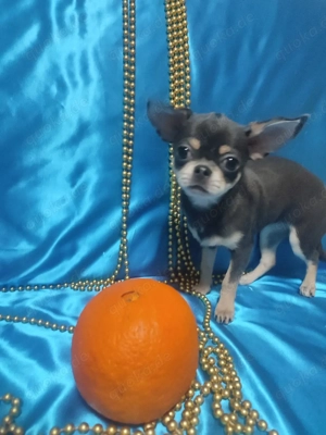 Charmante blaue mini Chihuahua-Hündin zu verkaufen