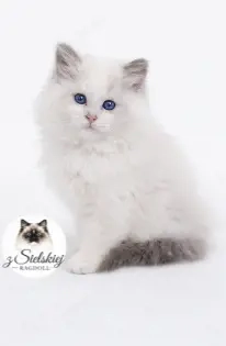 Ragdoll Kätzchen Seal Bicolour. Aslan 