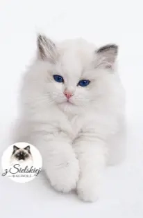 Ragdoll Kätzchen Seal Bicolour. Aslan  Bild 2